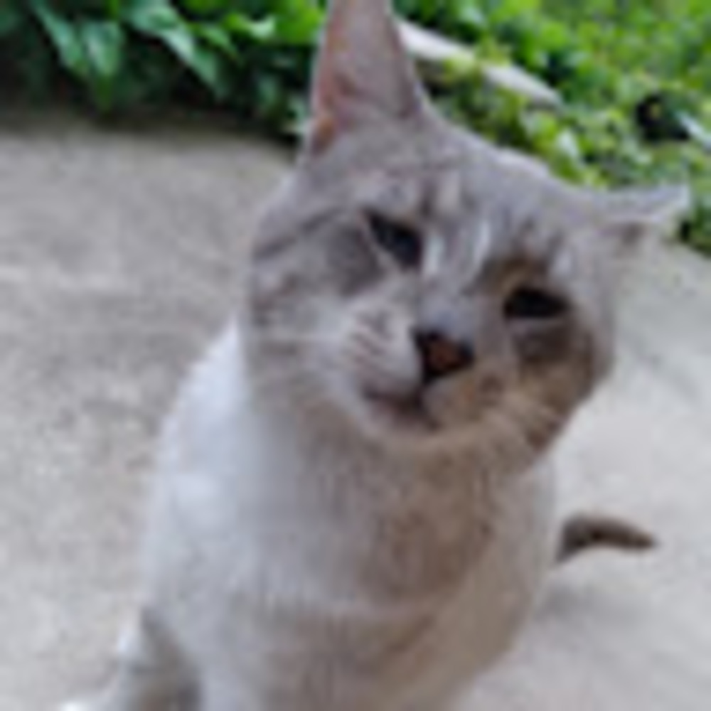 Meet your Posher, Alyn